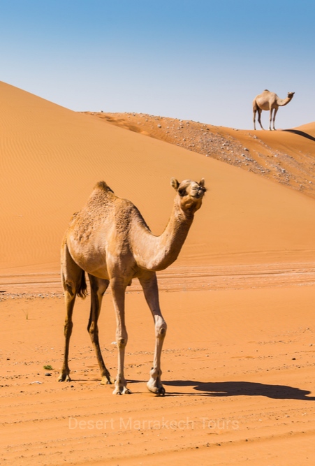 4 days desert tour from Marrakech to Zagora erg Chegaga desert
