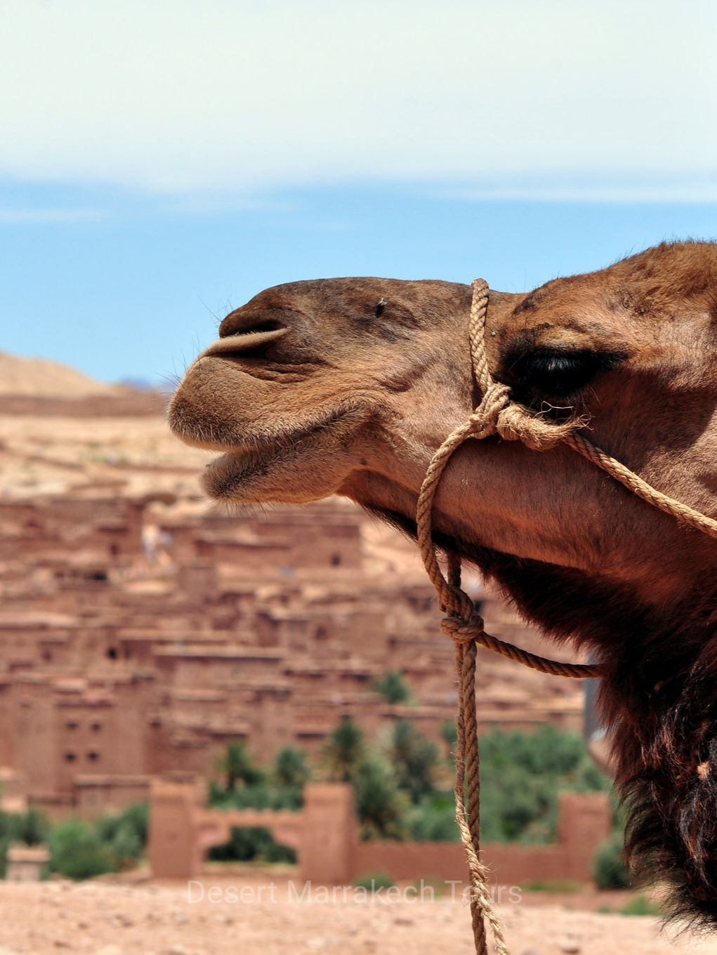 12 Days Tour in Morocco from Casablanca Marrakech Fes Desert Chefchaouen