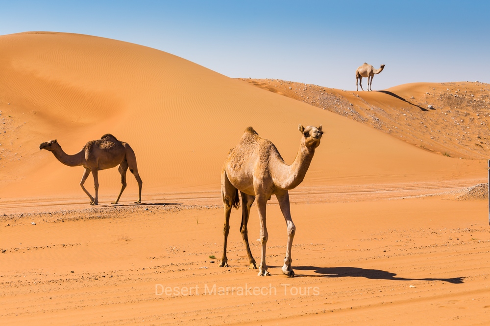 9 days desert tour from Marrakech to Casablanca Fes, Chefchaouen