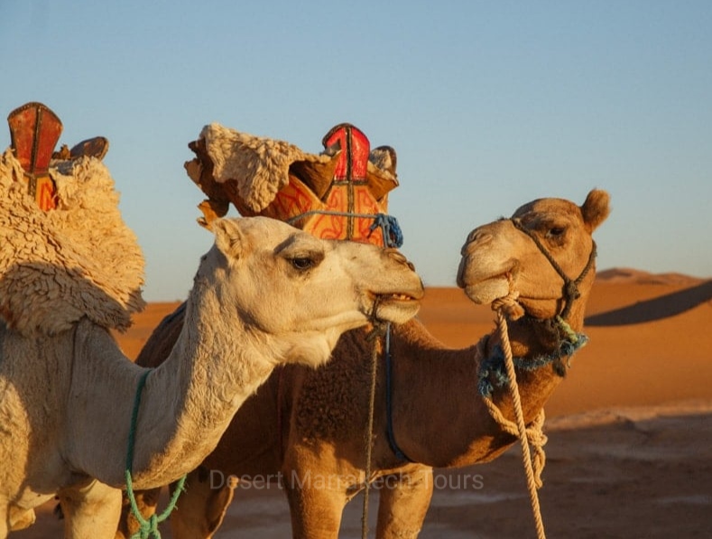 5 days desert tour from Marrakech