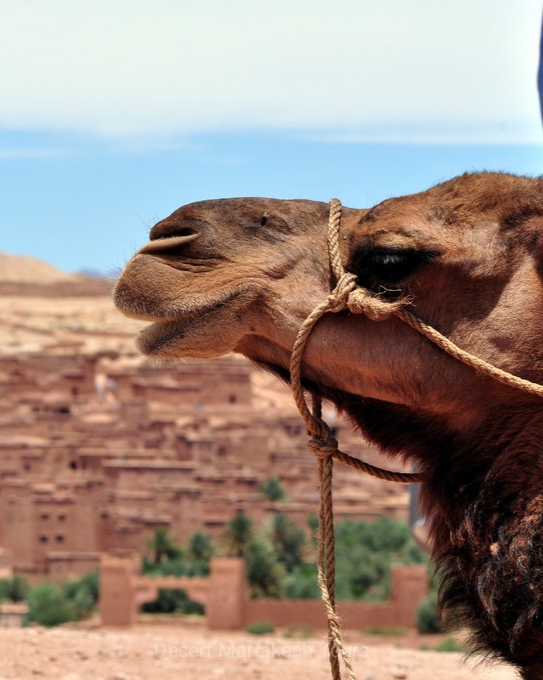 4 days tour from Fes to Marrakech