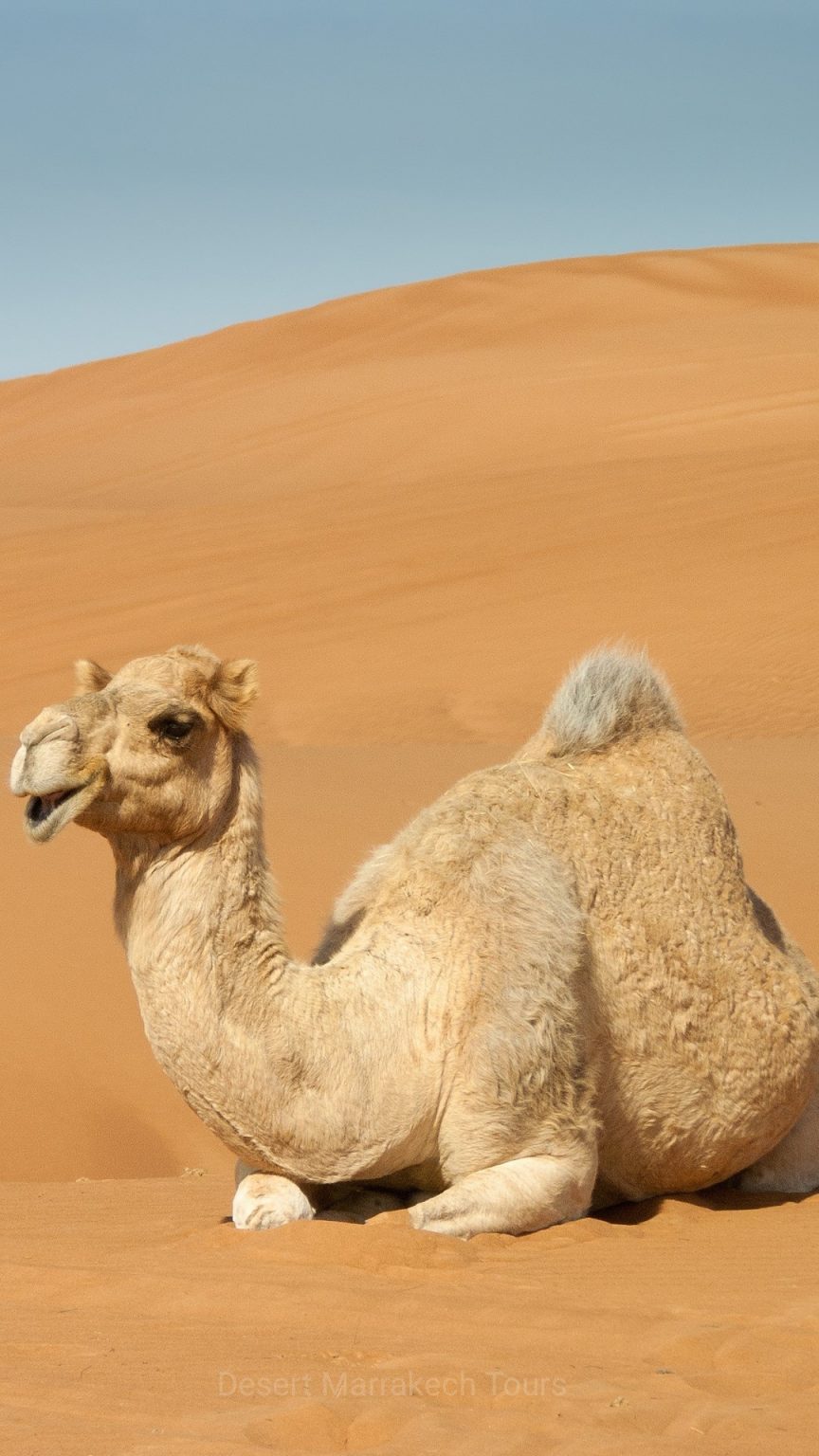 6 days desert tour from Marrakech to Fes Merzouga Dunes