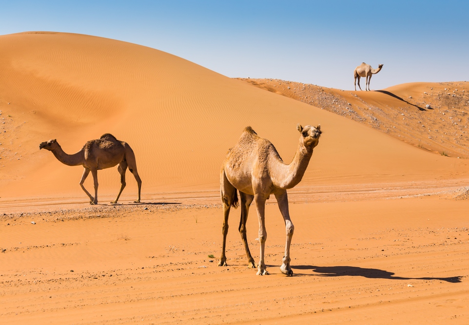 7 Days Tour From Tangier