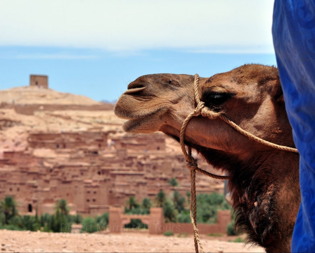 best morocco travel company