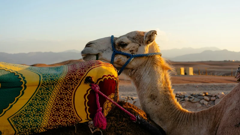 Camel ride through the rocky Agafay Desert near Marrakech