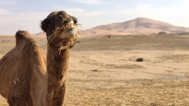 Close-up of a camel sitting in the Merzouga Desert with golden sand dunes in the background.