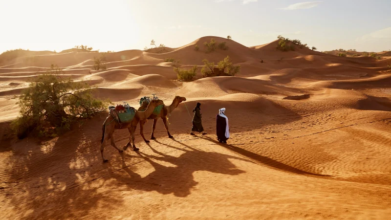 Camel caravan crossing the golden dunes of Merzouga desert at sunrise