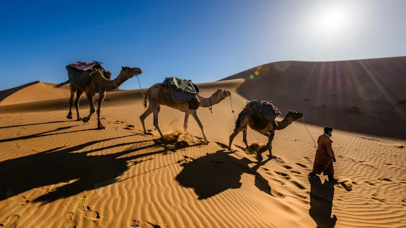 Camel caravan crossing golden sand dunes in the Merzouga Desert under soft, warm light.